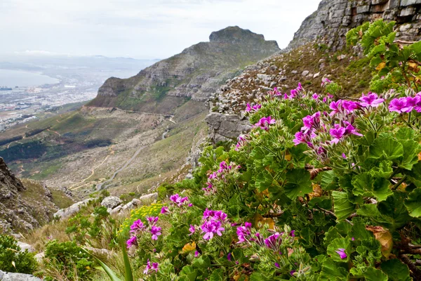 Flowers on the mountain side — Stock Photo, Image