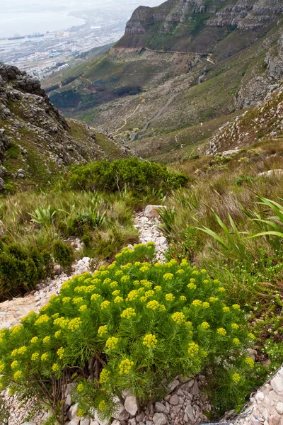 Flowers on the mountain side — Stock Photo, Image