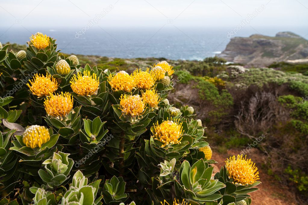 Protea flowers growing on the rocks