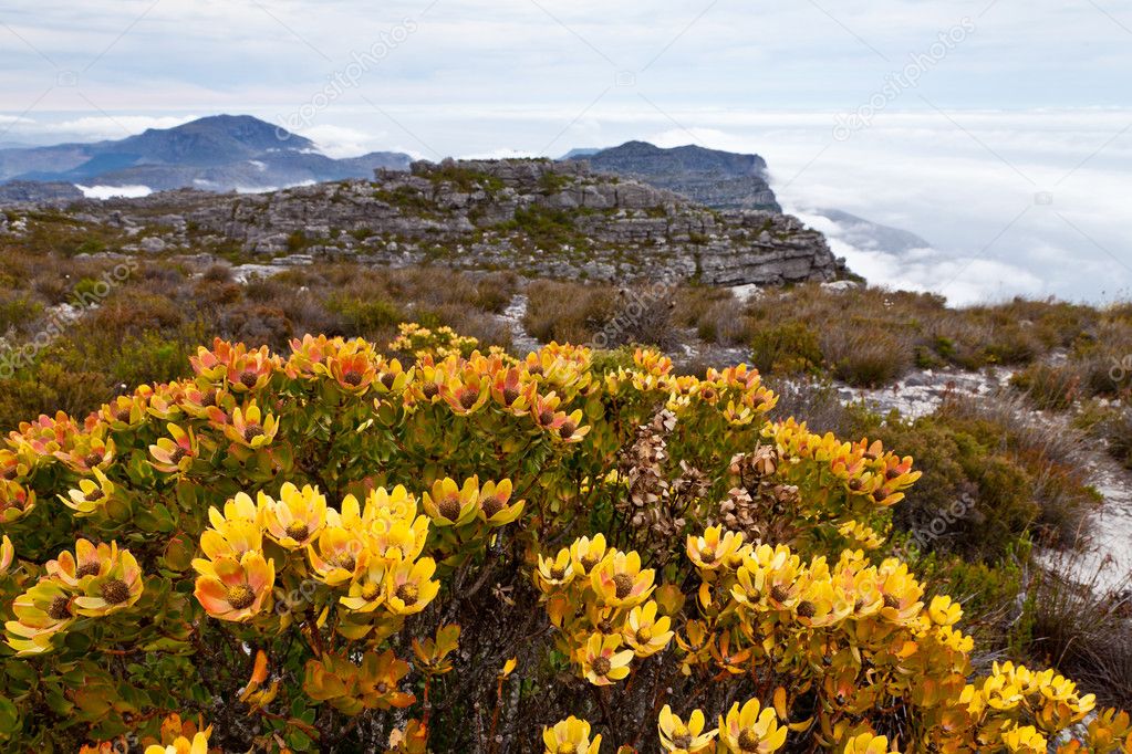 Protea flowers growing on the rocks