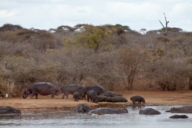suda yüzen birkaç hippo hayvanlar