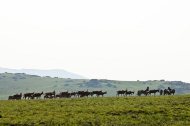 Zebralar ve tepelerde yürüyüş wildebeest