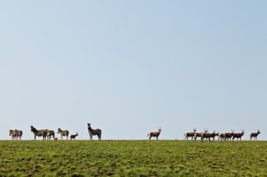 Zebralar ve tepelerde yürüyüş wildebeest