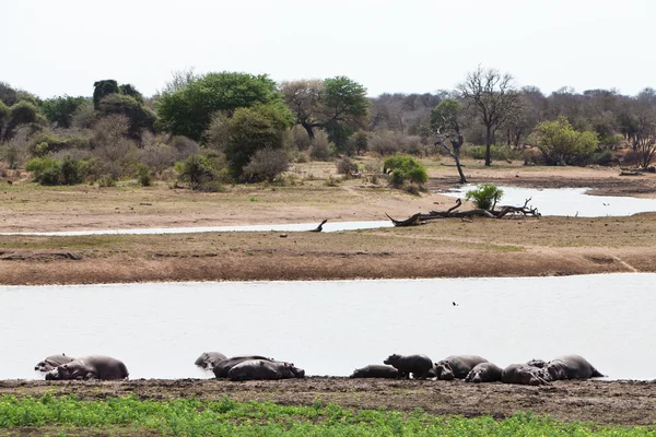Varios animales hipopótamos nadando en el agua —  Fotos de Stock