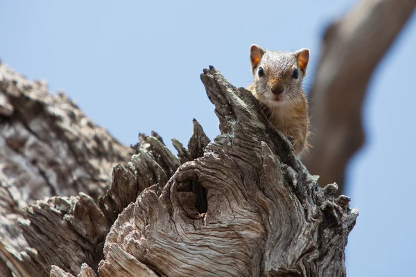 坐在一棵树中的分支上的松鼠 — 图库照片