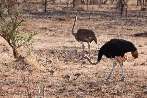 Ostrich birds with youngsters — Stock Photo, Image
