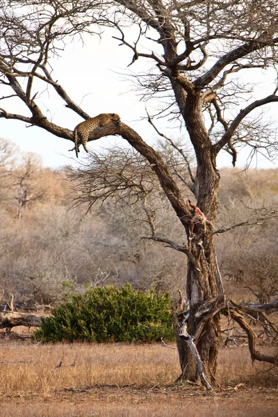 Afrikanska leopard sova i ett träd — Stockfoto