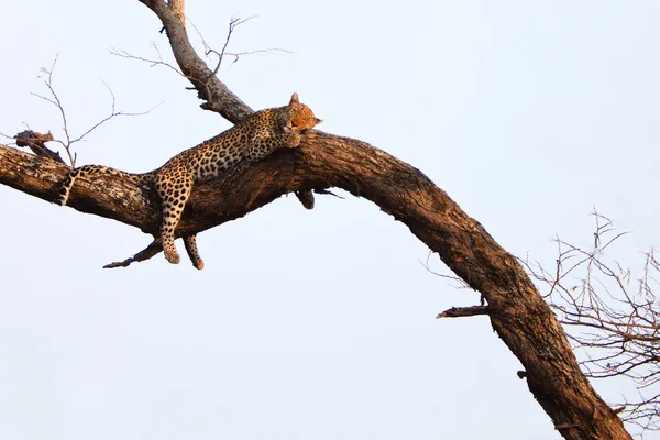 Leopard sleeping in a tree — Stock Photo, Image