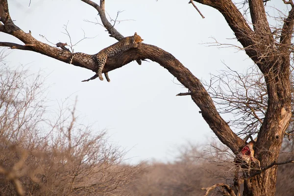 非洲豹睡在一棵树 — 图库照片