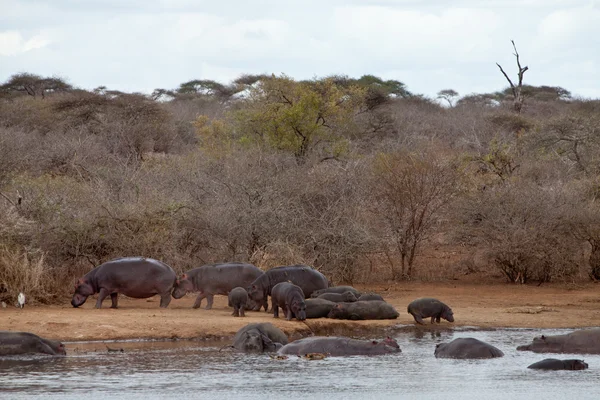 Varios animales hipopótamos nadando en el agua —  Fotos de Stock