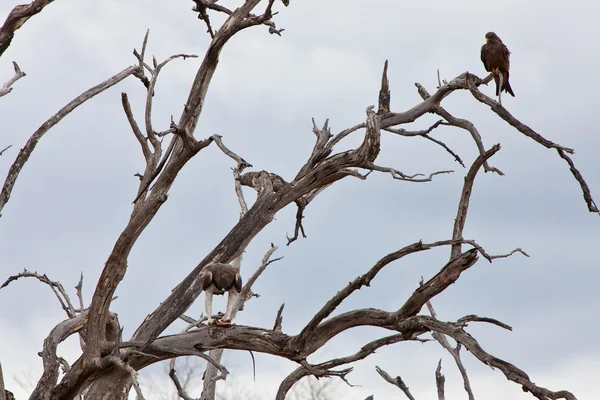 ファルコン鳥彼の獲物を食べる — ストック写真