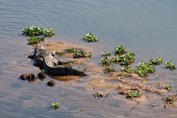 Krokodil ruht am Flussufer — Stockfoto