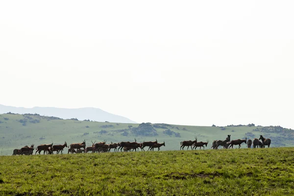 Zebras e gnus caminhando nas colinas — Fotografia de Stock