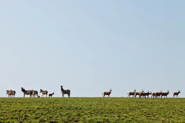 Zebras and wildebeest walking in the hills — Stock Photo, Image