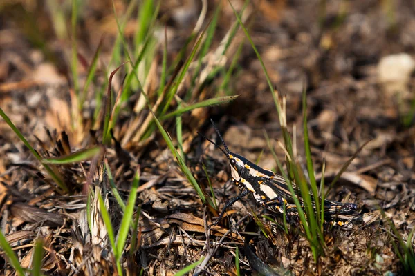 stock image Closeup of a grasshopper