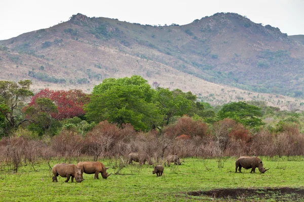 방목 하는 흰 코뿔소 — 스톡 사진