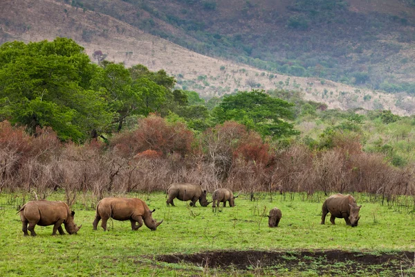 Rinoceronte blanco pastando —  Fotos de Stock