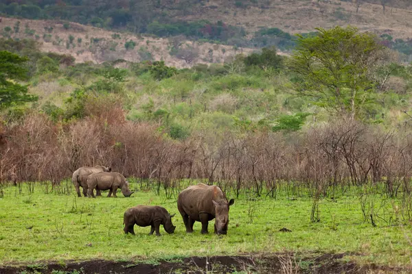 Rinoceronte blanco pastando —  Fotos de Stock