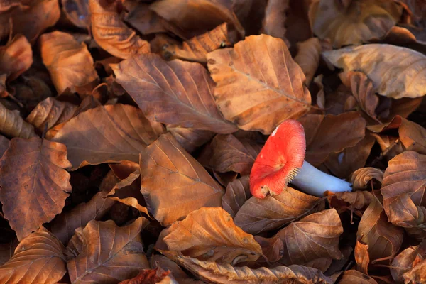 Feuilles sur le sol en automne — Photo
