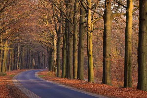 Camino con árboles en otoño —  Fotos de Stock