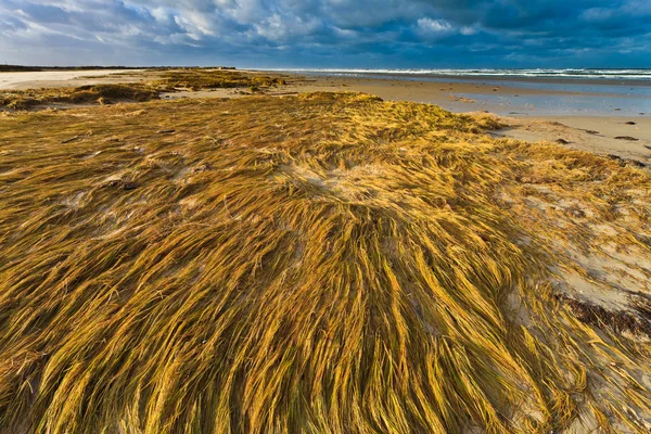 Bord de mer avec herbe des dunes au coucher du soleil — Photo