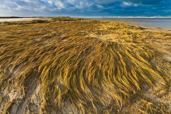Приморський з дюнною травою на заході сонця — стокове фото