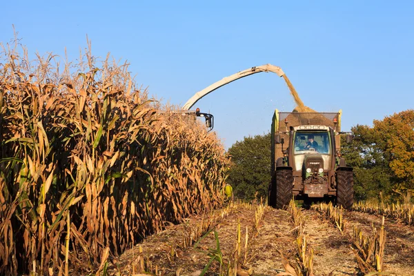 stock image Harvesting wheat on the field