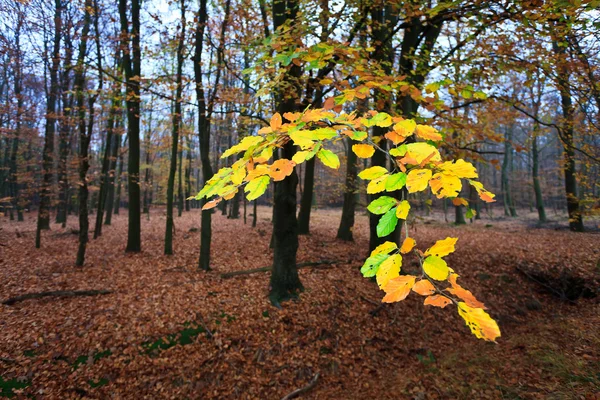 stock image Leaves on a tree in autumn