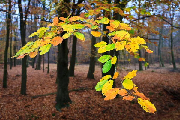 stock image Leaves on a tree in autumn