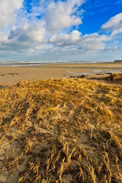 Дюнная трава на пляже — стоковое фото