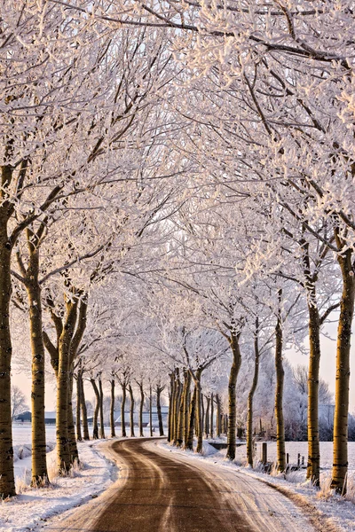 Δέντρα και δρόμο, σε ένα λευκό χειμωνιάτικο σκηνικό — Φωτογραφία Αρχείου