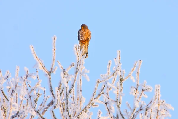 Falco uccello seduto su un albero — Foto Stock