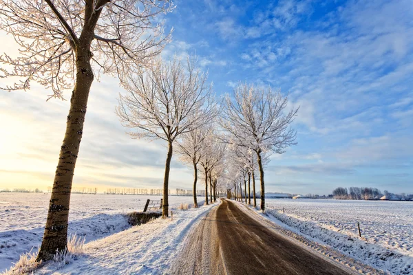 Road with trees in a white winter landscape — Stock Photo, Image