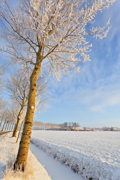 在白冷的冬天风景树 — 图库照片