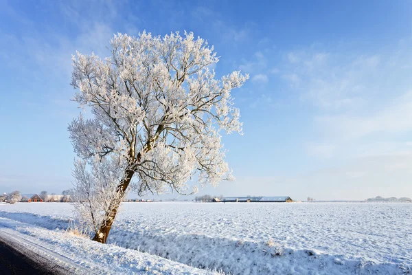 在一个白色冬天风景树 — 图库照片