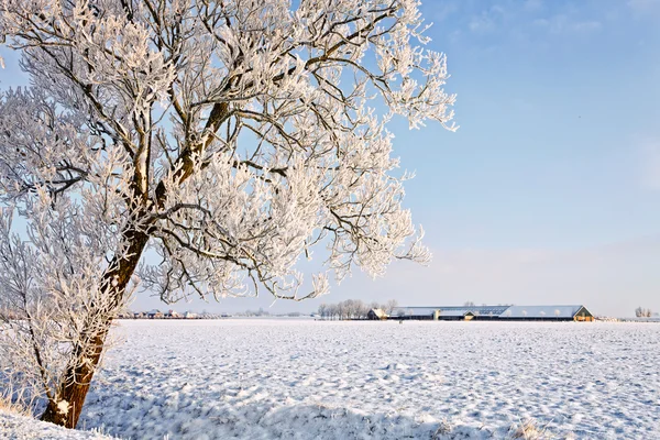 Träd och gård i ett vitt vinterlandskap — Stockfoto
