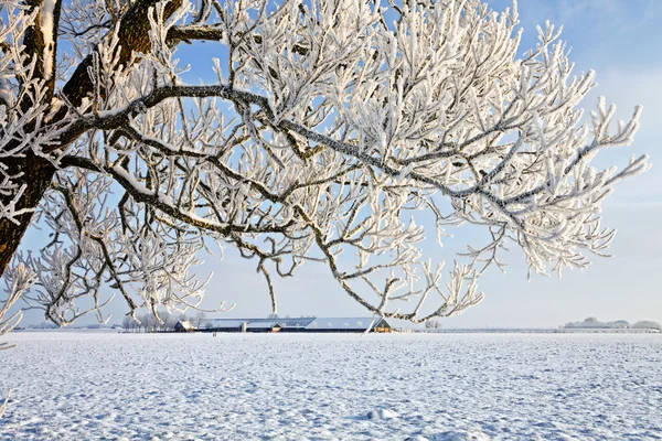 Дерево и ферма в белом зимнем пейзаже — стоковое фото