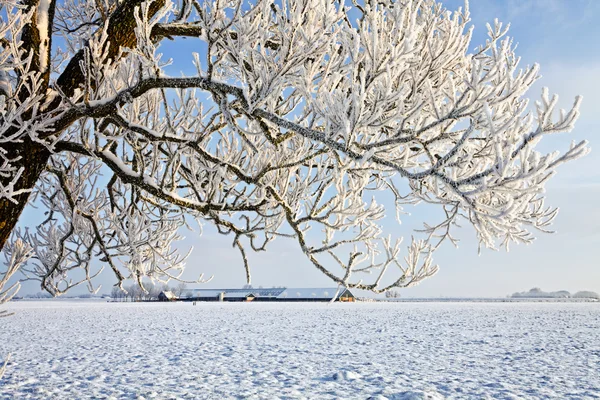 stock image Tree and farm in a white winter landscape