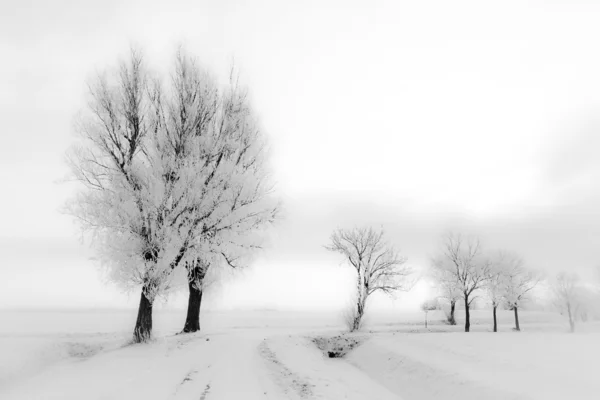Biały zimowy pejzaż z drzewa — Zdjęcie stockowe