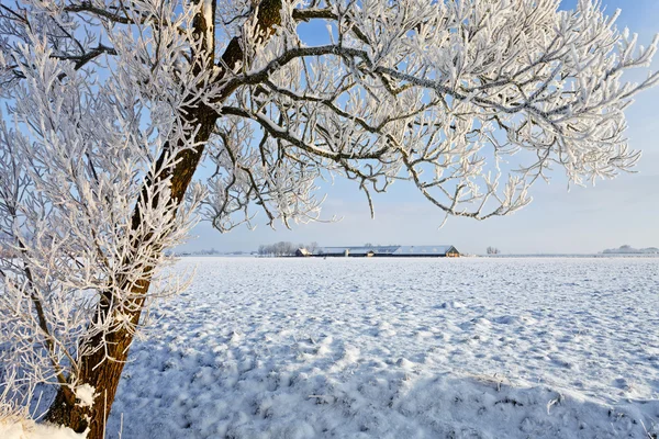 Copac și fermă într-un peisaj alb de iarnă — Fotografie, imagine de stoc