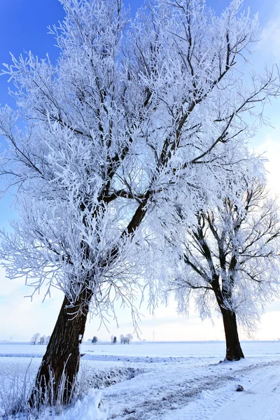 Eine Winterlandschaft mit Bäumen — Stockfoto