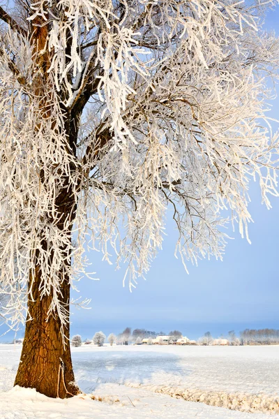 Дерево в белом зимнем пейзаже — стоковое фото