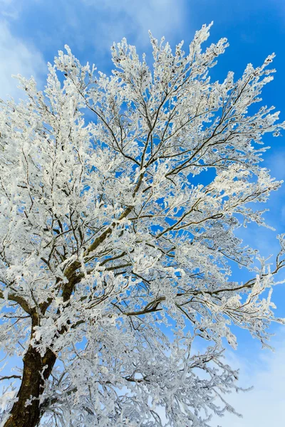 Деталь верхушки деревьев зимой — стоковое фото