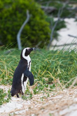 Afrika penguen kara ayaklı yürüyüş