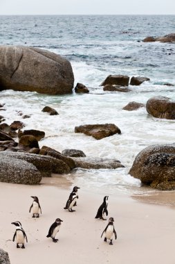 Kara ayaklı Afrika penguenler sahilde