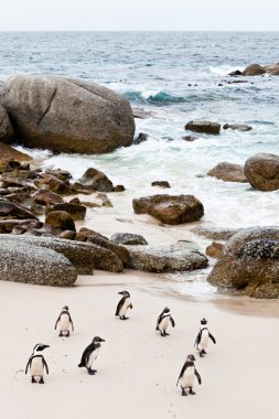 Black-footed african penguins on the beach clipart