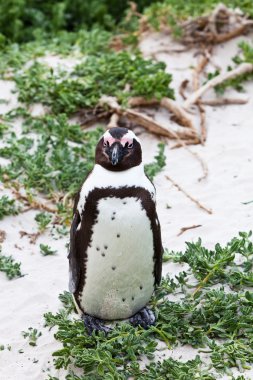 Kara ayaklı Afrika penguen, yakın çekim