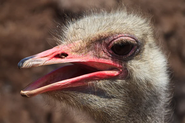 Ostrich bird in closeup — Stock Photo, Image
