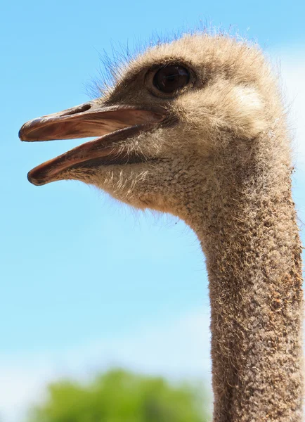Avestruz pássaro em close-up — Fotografia de Stock