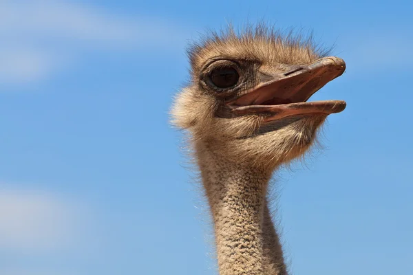 Ostrich bird in closeup — Stock Photo, Image